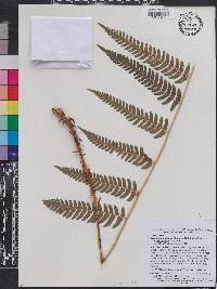 Dryopteris goldieana image