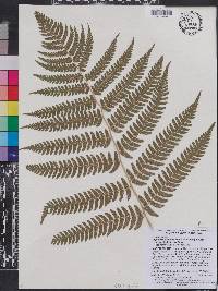 Dryopteris goldieana image