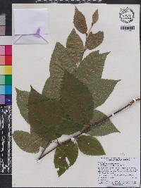 Betula alleghaniensis image