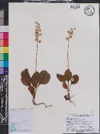 Pyrola americana image