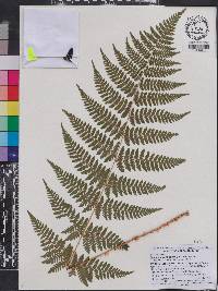 Dryopteris × triploidea image