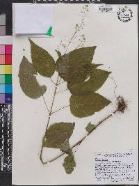 Circaea canadensis image