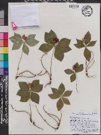 Cornus canadensis image