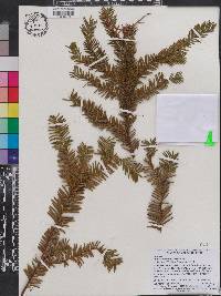 Taxus canadensis image