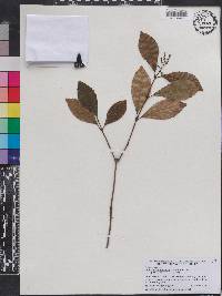 Chloranthus spicatus image