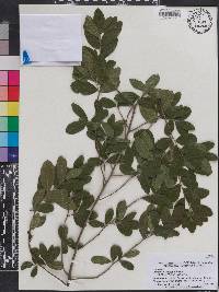 Diospyros texana image