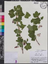 Ribes nevadense image