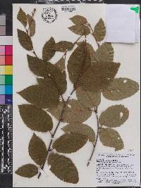 Betula alleghaniensis image