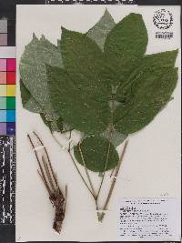 Aralia nudicaulis image