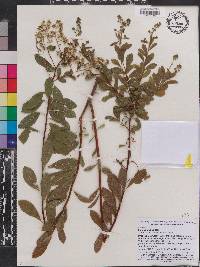 Spiraea alba image