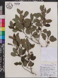 Ilex mucronata image