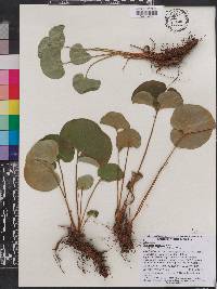 Parnassia asarifolia image