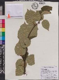 Populus balsamifera image