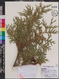 Thuja occidentalis image