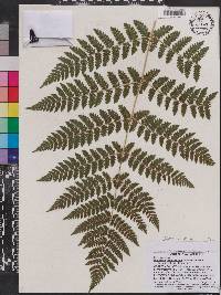 Dryopteris campyloptera image