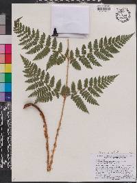 Dryopteris campyloptera image