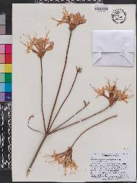Rhododendron canescens image