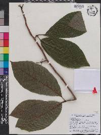 Magnolia acuminata image