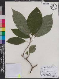 Clethra acuminata image