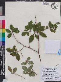 Amelanchier bartramiana image