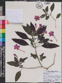 Ruellia makoyana image