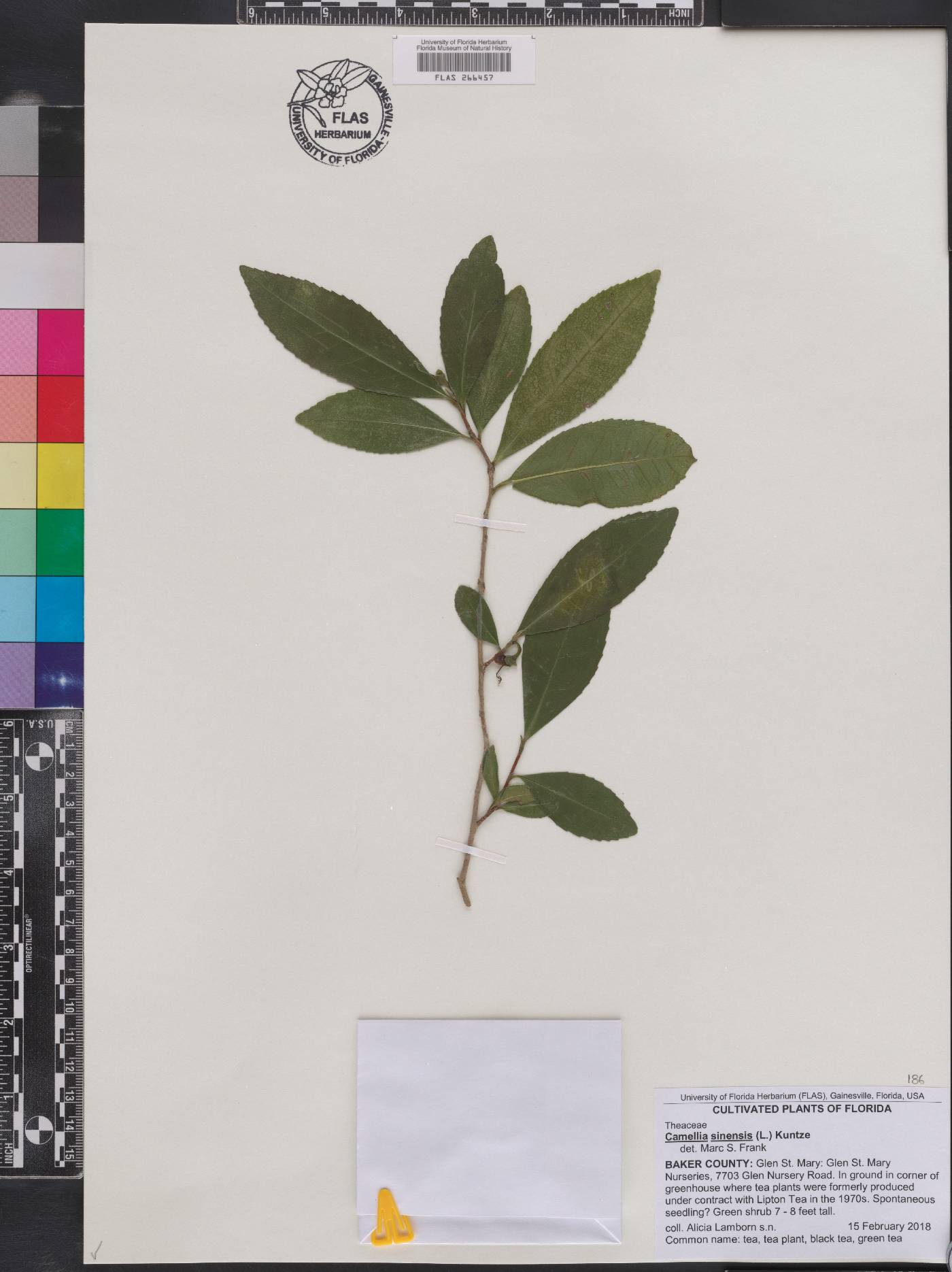 Camellia sinensis image