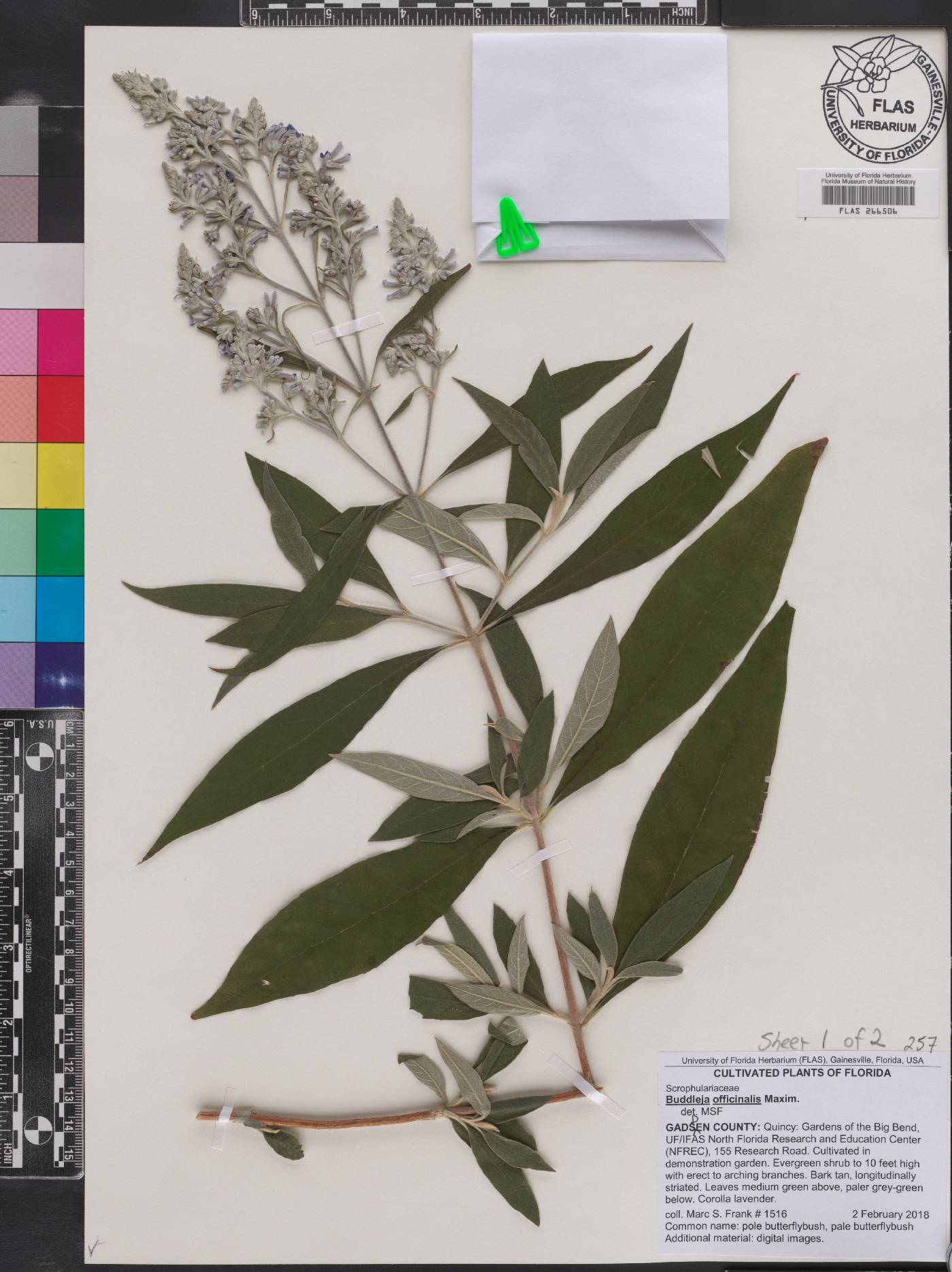 Buddleja officinalis image