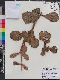 Kalanchoe marmorata image