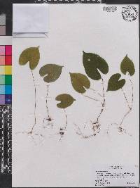 Dioscorea bulbifera image