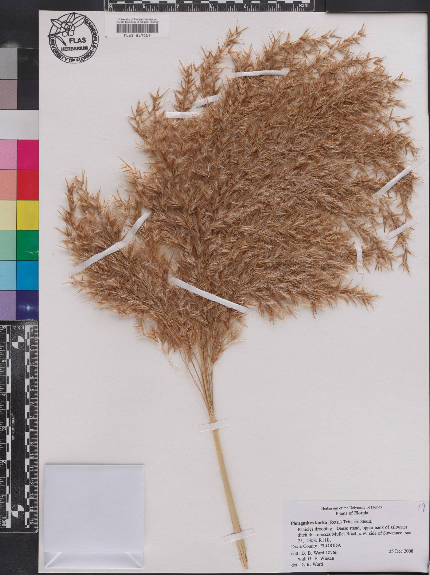 Phragmites karka image