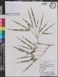 Phyllostachys meyeri image