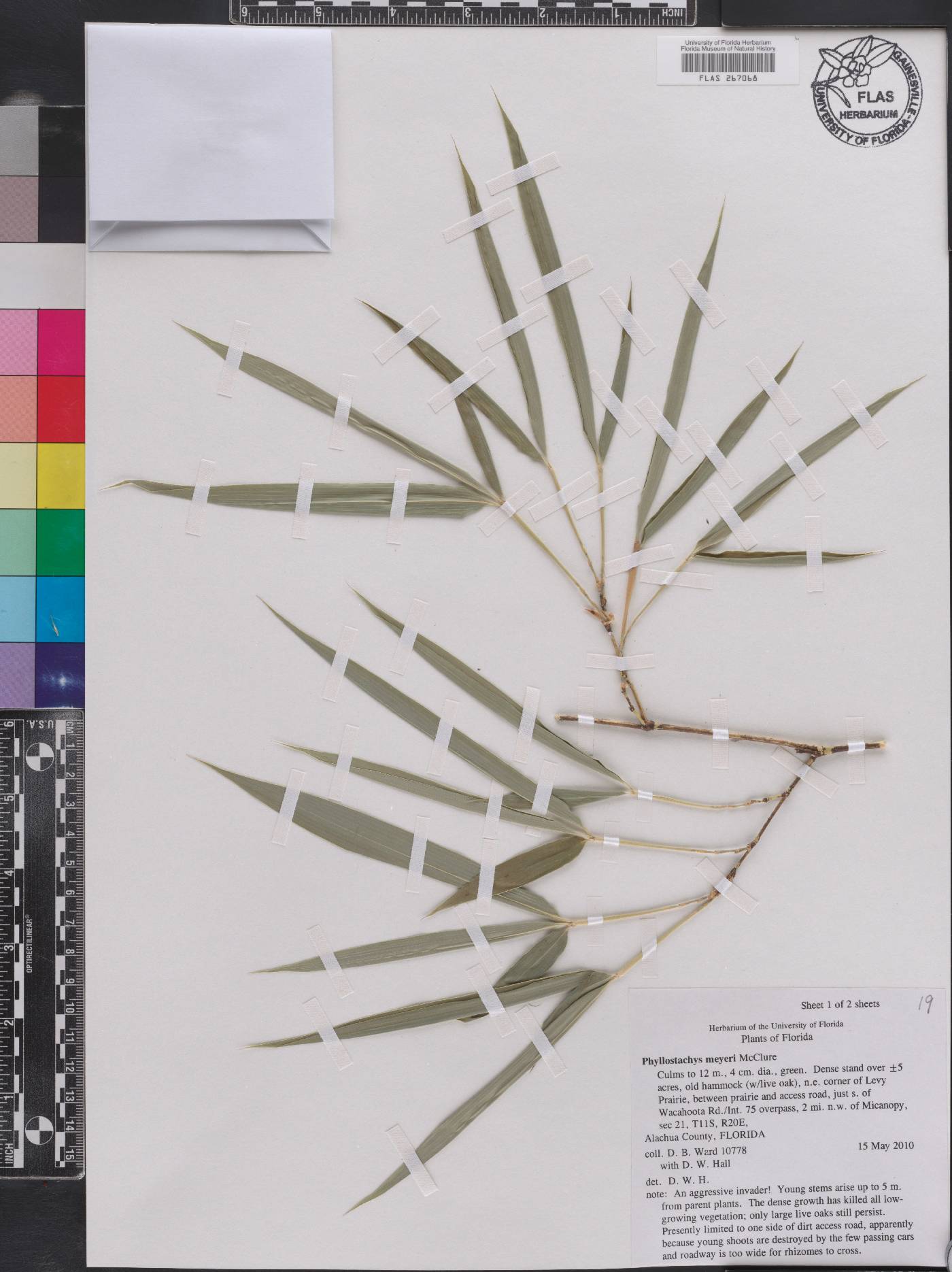 Phyllostachys meyeri image