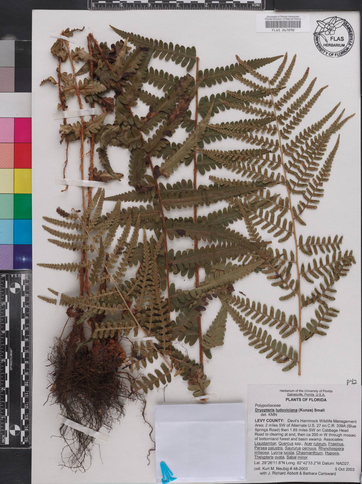 Dryopteris ludoviciana image