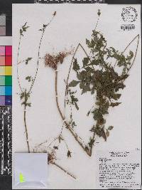 Bidens bipinnata image