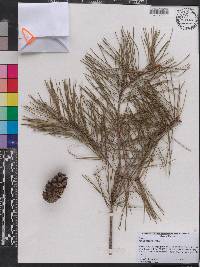 Pinus glabra image