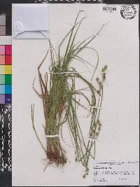 Carex reniformis image