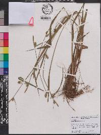 Carex styloflexa image