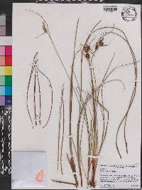 Carex tenax image