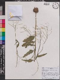 Cardamine bulbosa image