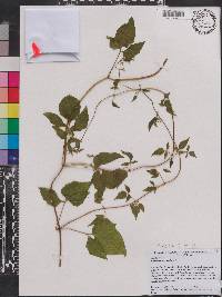 Valeriana scandens image