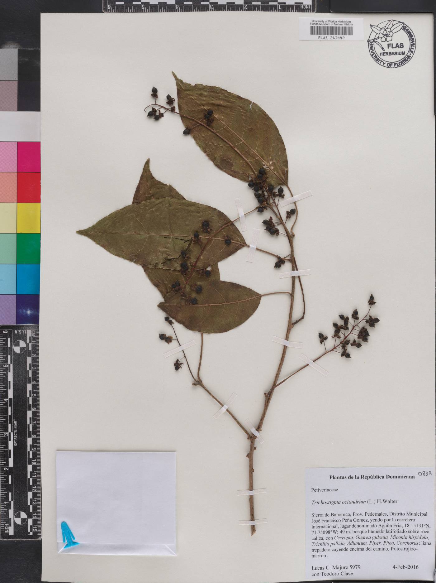 Trichostigma octandrum image