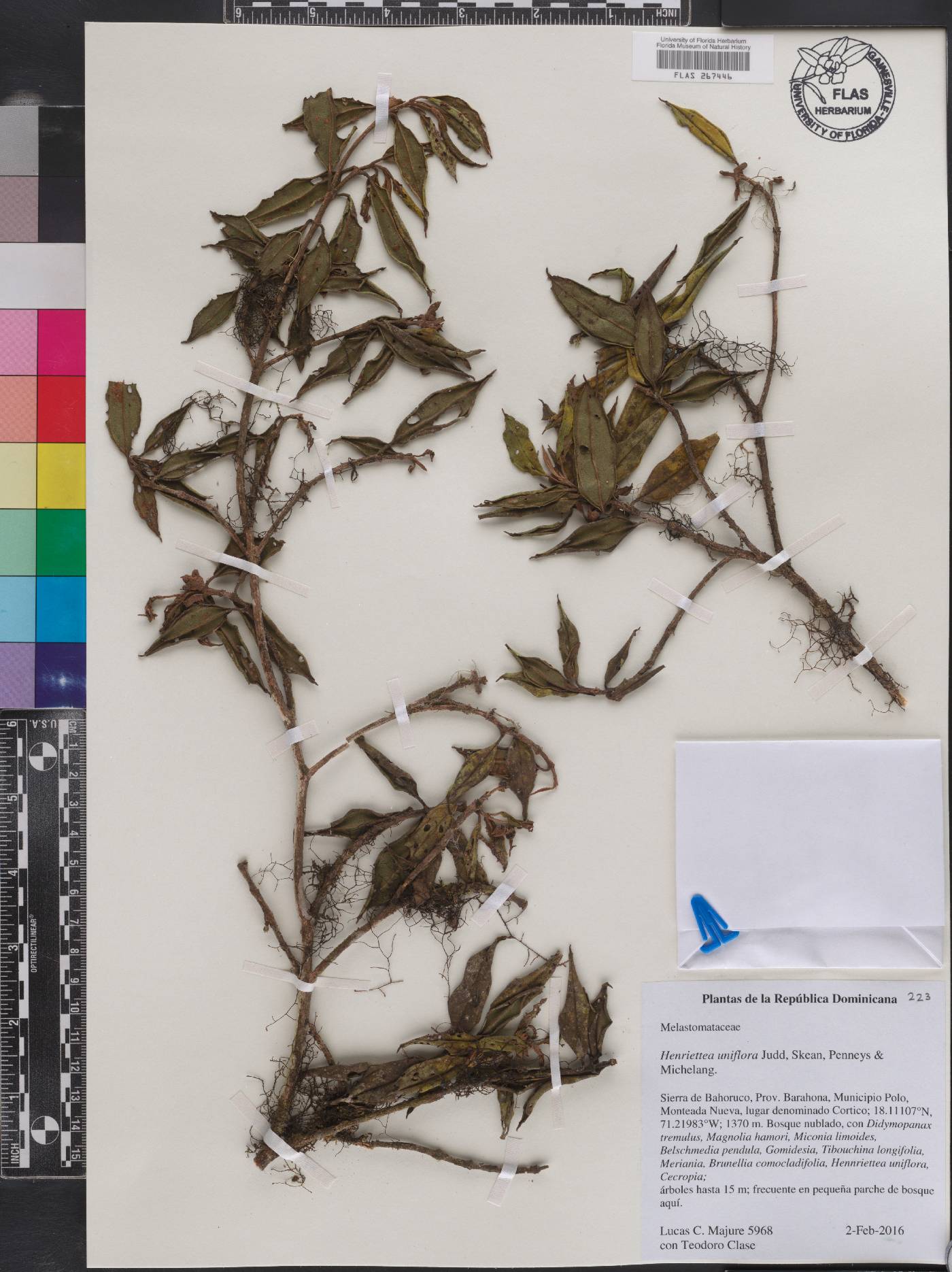 Henriettea uniflora image