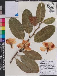 Magnolia maudiae image