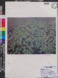 Marsilea mutica image