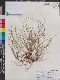 Carex austrodeflexa image