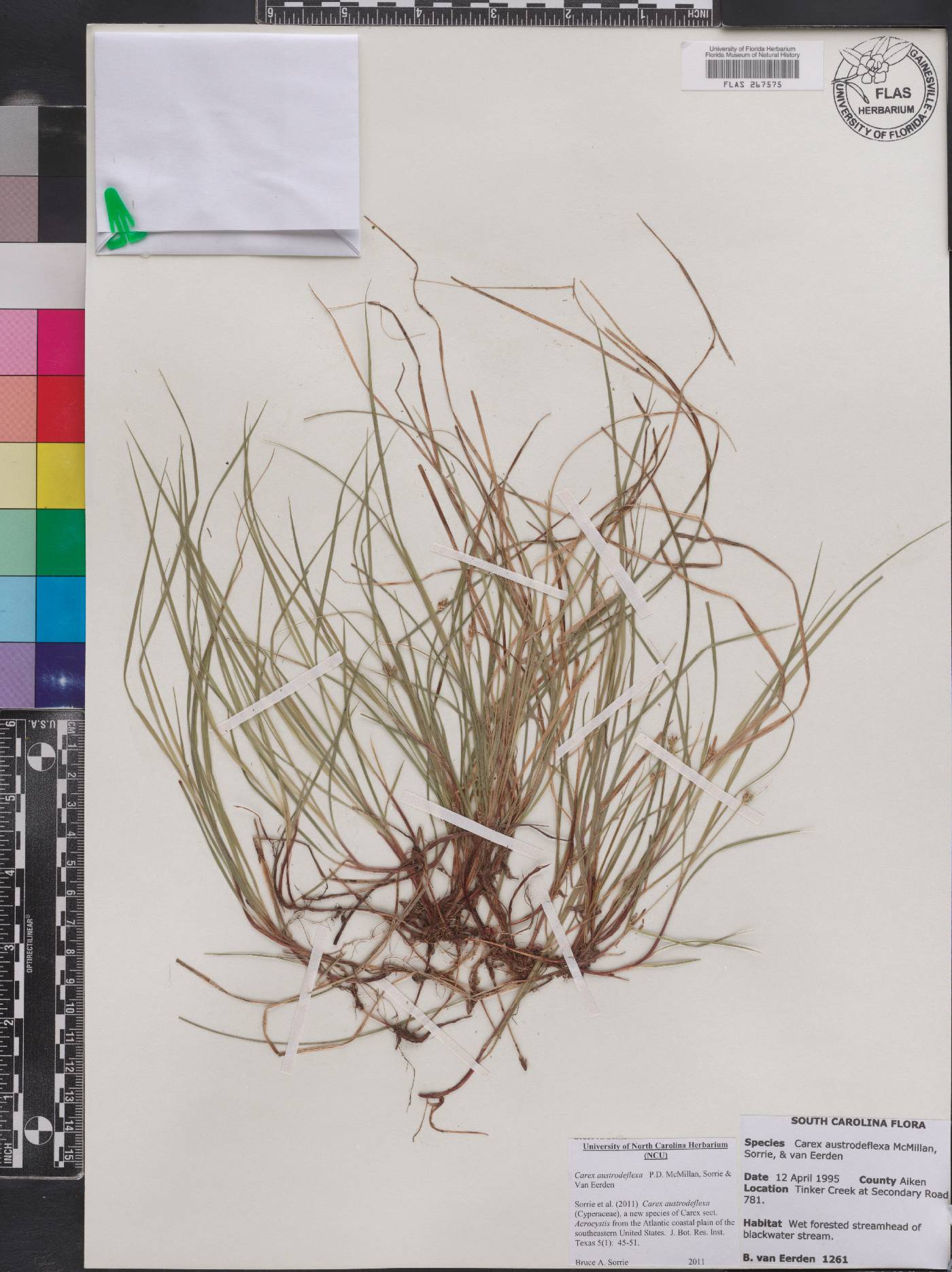 Carex austrodeflexa image