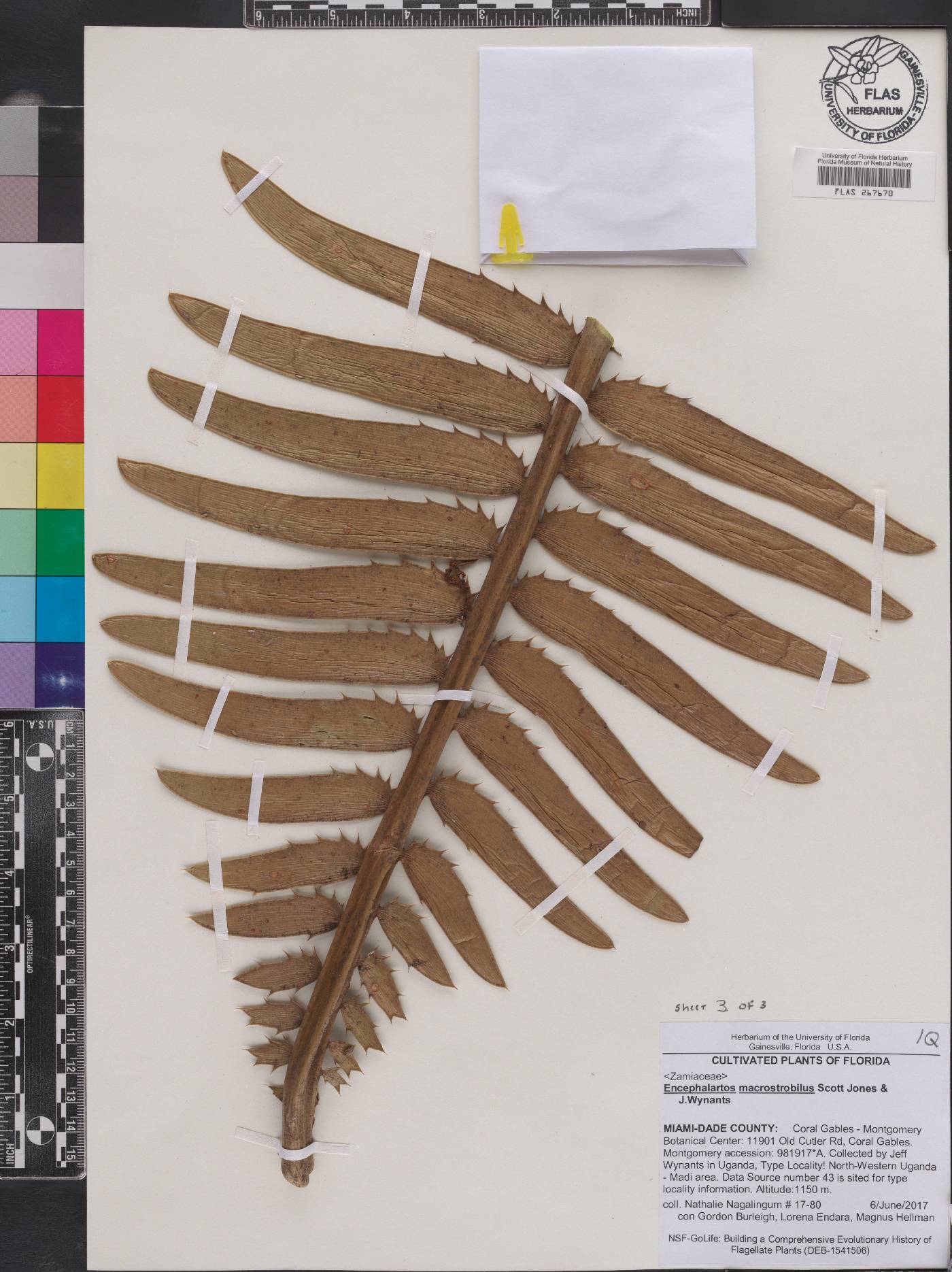 Encephalartos macrostrobilus image