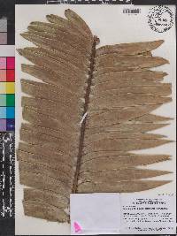Image of Encephalartos paucidentatus
