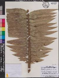 Encephalartos paucidentatus image