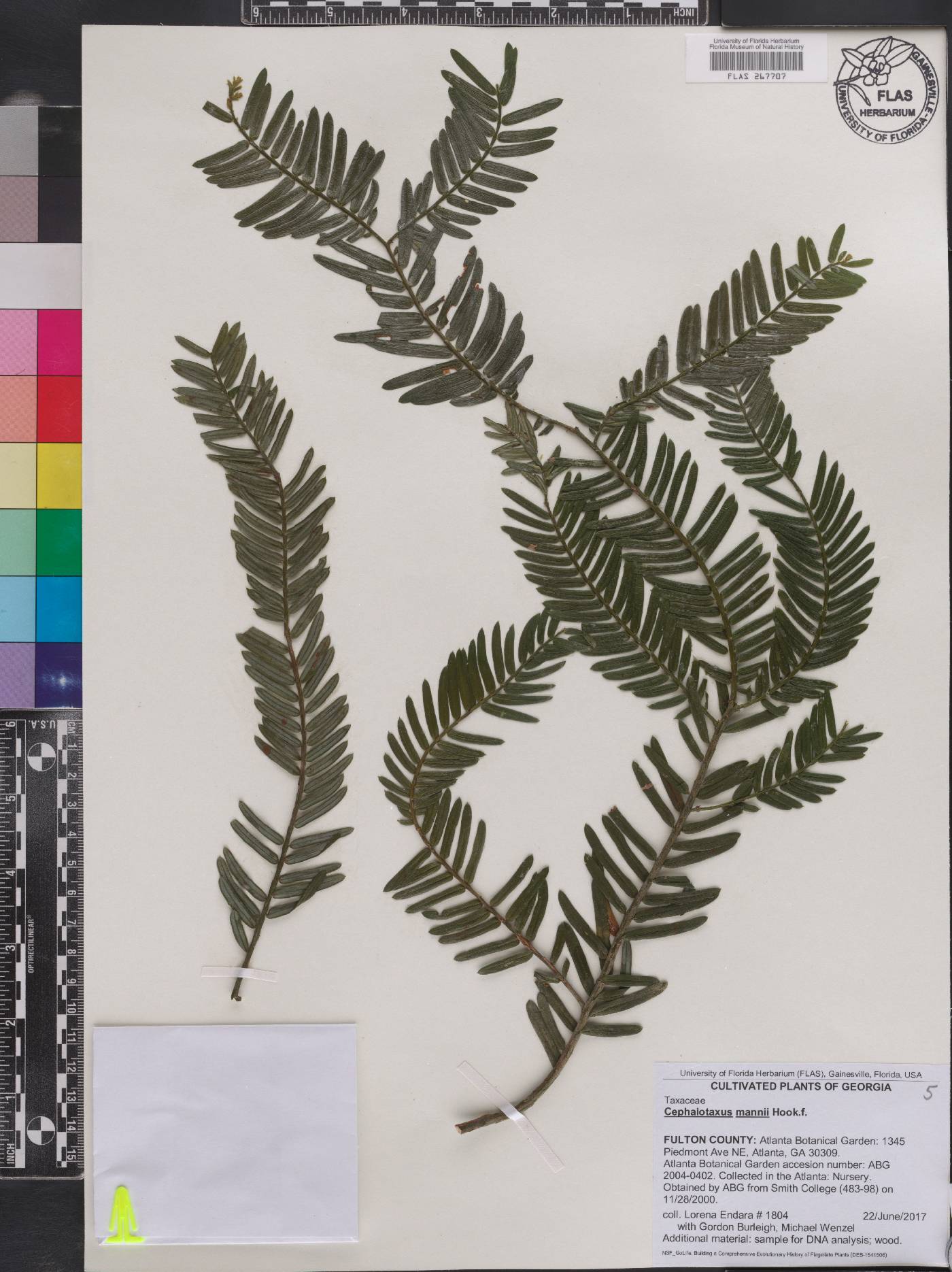 Cephalotaxus mannii image